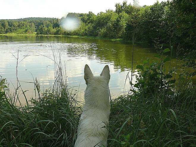 Am See mit Sehnsucht